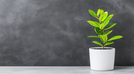 Wall Mural - Small green plant in a white pot against a dark gray background.