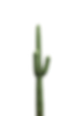 Aufkleber - A lone tree cactus stands out starkly against a clean white background in this simple yet striking image._00002_