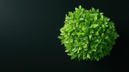 Wall Mural - Lush green plant, top view, dark background.