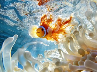Poster - Clownfish swims among coral underwater.