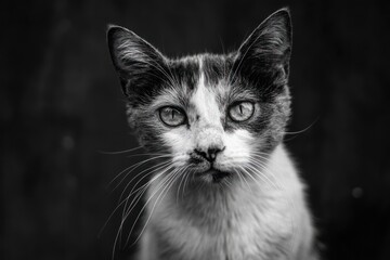 Poster - Black and white cat portrait with detailed fur and expressive eyes.