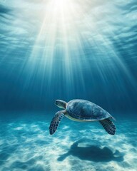 Aufkleber - Turtle swims below sunlit ocean surface.