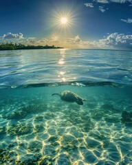 Poster - Turtle swims underwater during a sunny day.