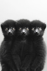 Poster - Three or four playful lemurs sitting side by side, with their wide eyes and fluffy tails,