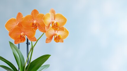 Wall Mural - Vibrant orange phalaenopsis orchids in full bloom against a soft blue background.