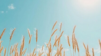 Naklejka na meble Wheat field under bright sky.