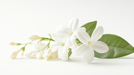 Poster - Elegant White Blossoms on a Soft Background, Showcasing the Delicate Petals and Leaves with a Serene Visual Aesthetic Perfect for Nature and Floral Themes