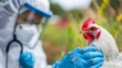 © 路加 石 - Veterinarian in protective gear carefully inspecting poultry, emphasizing health and safety in animal care