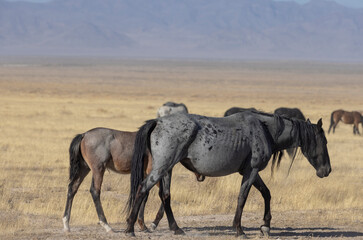 Wall Mural - 











Wild Horse Mare and Foal in the Utah Desert in Autumn