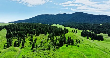 Wall Mural - Green meadow and forest with mountain nature landscape in summer. Beautiful grassland pasture scenery in Xinjiang, China.