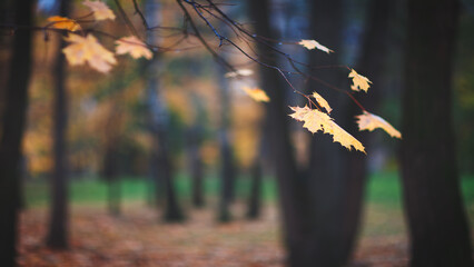 Aufkleber - Autumn maple leaves close up on tree in park, autumn concept background