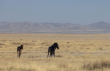 Wall Mural - Wild Horses in the Utah Desert in Autumn