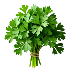 Canvas Print - Bunch of fresh green parsley leaves with stems tied together