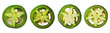 set of round Jalapeno Pepper slices isolated on transparent or white background, top view, PNG
