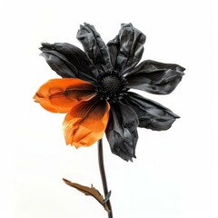 Poster - Striking two toned flower displaying orange and black petals on white background