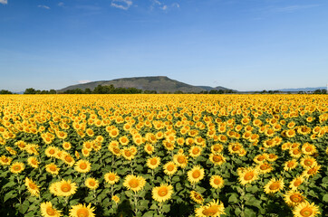 Beautiful sunflower flower blooming in sunflowers field with white cloudy and blue sky.