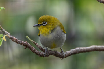 Wall Mural - The yellow-ringed white-eye (Heleia wallacei) is a species of bird in the family Zosteropidae. It is found in the Lesser Sunda Islands