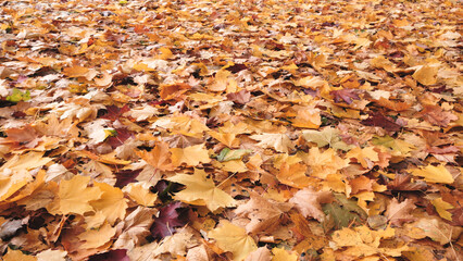 Aufkleber - A pile of yellow leaves on the ground. The leaves are scattered and some are larger than others