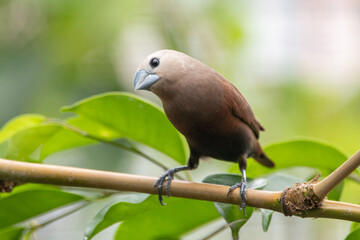 Wall Mural - The white-headed munia (Lonchura maja) is a species of estrildid finch found in Indonesia, Malaysia, Singapore, Thailand and Vietnam