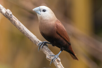 Wall Mural - The white-headed munia (Lonchura maja) is a species of estrildid finch found in Indonesia, Malaysia, Singapore, Thailand and Vietnam