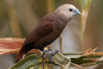 Wall Mural - The white-headed munia (Lonchura maja) is a species of estrildid finch found in Indonesia, Malaysia, Singapore, Thailand and Vietnam