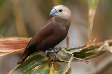 Wall Mural - The white-headed munia (Lonchura maja) is a species of estrildid finch found in Indonesia, Malaysia, Singapore, Thailand and Vietnam