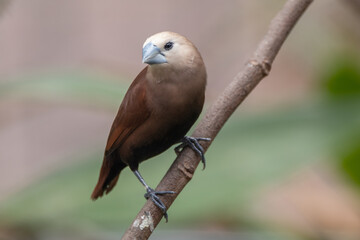 Wall Mural - The white-headed munia (Lonchura maja) is a species of estrildid finch found in Indonesia, Malaysia, Singapore, Thailand and Vietnam