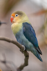 Wall Mural - Fischer's lovebird (Agapornis fischeri) is a small parrot species of the genus Agapornis