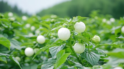 Wall Mural - Close-up of white globe-shaped flowers in a lush green field.