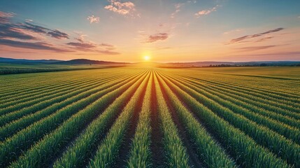 Wall Mural - Sunset over a green field with rows of crops.