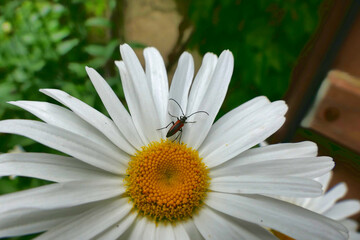 Wall Mural - Black-striped Longhorn Beetle  on a Leucanthemum flower