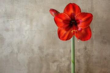 Poster - Bright red amaryllis flower stands tall against a textured neutral background, showcasing its vibrant petals and green stem in a close-up view