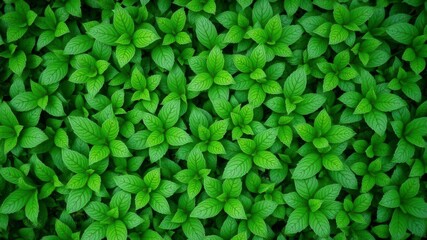 Wall Mural - Close-up image of lush green foliage with intricate textures and patterns, lush, nature