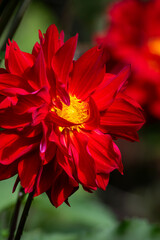 Wall Mural - Closeup of vibrant red and yellow dahlia flowers blooming in a fall garden, dramatic nature background
