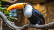 © Infinity Lens - Toucan with colorful beak on jungle branch, exotic tropical bird in brazil wild rainforest habitat, beautiful wildlife and fauna of amazon endemic animal species.