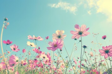 Wall Mural - flowers, nature, bloom, spring, beauty, outdoor, bright, colorful, field, sunlight, petals, flora, growth, vibrant, sunny sky, peaceful scene, garden, floral background, harmonious landscape A pictu