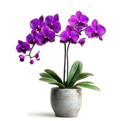 Wall Mural - purple orchid plant in a ceramic pot with green leaves isolated on white background