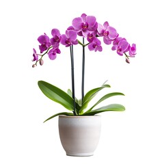 Wall Mural - purple orchid plant in a ceramic pot with green leaves isolated on white background