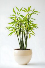 single green bamboo plant in a modern pot isolated on white background