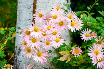 Wall Mural - Pale pastel pink flowers with yellow centers of a Chrysanthemum flowers blooming against the white bark of a tree trunk in a fall garden, as a nature background
