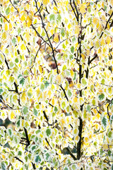 Wall Mural - Bright glowing abstract nature background, backlit cream, yellow, and green fall leaves of a Dove Tree, Davidia Involucrata 'Lady Sunshine'
