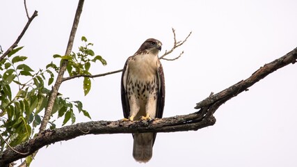 Red-tailed Hawk