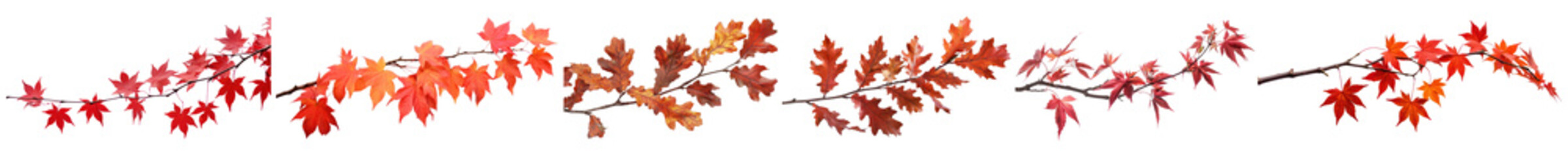 Wall Mural - png vibrant autumn leaves border, element set on transparent background