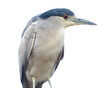 © Michael - Black-crowned night heron with a white background.