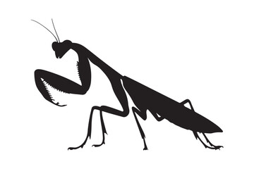 praying mantis vector