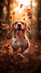 Wall Mural - Happy beagle running in fall, leaves falling.