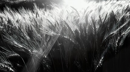 Wall Mural - Wheat Field: A Monochromatic Study in Nature's Beauty