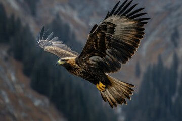 Aufkleber - Golden eagle soars through the mountains.