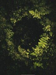 Poster - Fern circle around dark center.