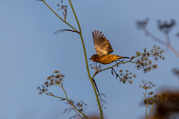 Wall Mural - Closeup of a myrtle warbler bird 